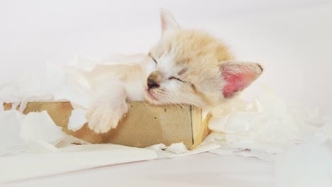 sleeping kitten in a tissue paper box