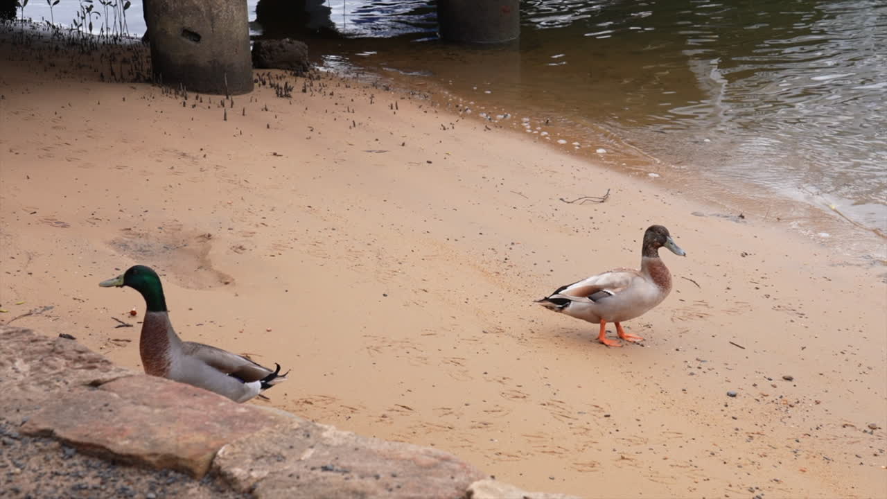 Two ducks waddling on the shoreline of the Hawkesbury rive, NSW, Australia
