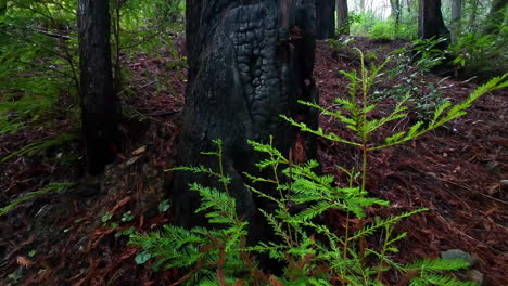 Restos-Carbonizados-Del-Tronco-De-Un-árbol-De-Secuoya-Después-De-Un-Antiguo-Incendio-Forestal-En-El-Monumento-Nacional-De-Muir-Woods,-California