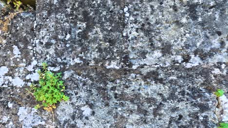 vines growing on an old stone wall