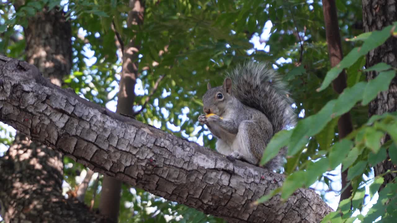 una ardilla comiendo una fruta en un árbol
