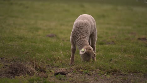 Ein-Kleines-Lamm,-Das-Allein-Etwas-Gras-Frisst