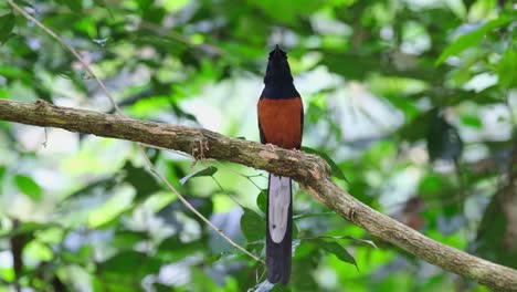 Un-Alejamiento-De-Este-Hermoso-Pájaro-Cantor-En-La-Jungla,-Shama-Copsychus-Malabaricus-De-Rabadilla-Blanca,-Tailandia