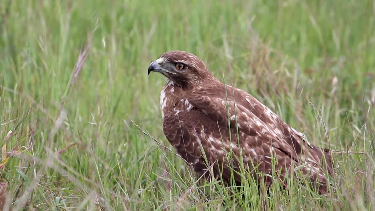 Hawk Sitting in the Grass