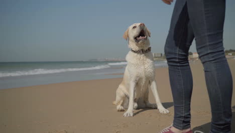 Wet-labrador-sitting-on-sand-near-owner.