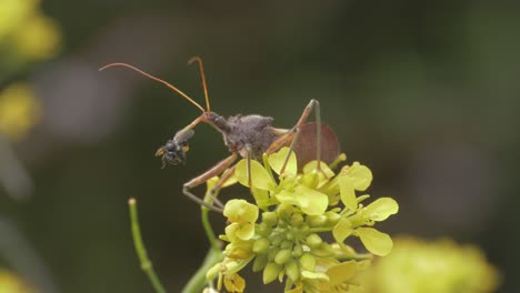 Insecto-Asesino-Con-Presa-En-La-Tribuna---Insecto-Asesino-Común-Sentado-En-Una-Flor-De-Berro-Amarilla-Comiendo-Abeja-Nativa-Australiana-Sin-Aguijón-En-El-Jardín