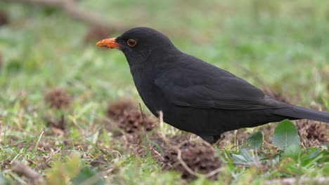 el ave negra macho atrapa a la lombriz de tierra en cámara lenta