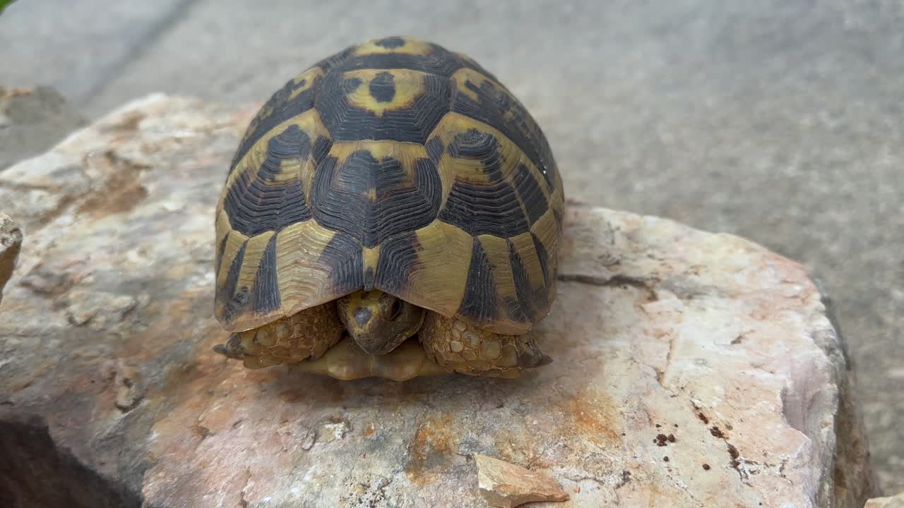 Handheld close-up: Greek Tortoise peeks out from his protective shell