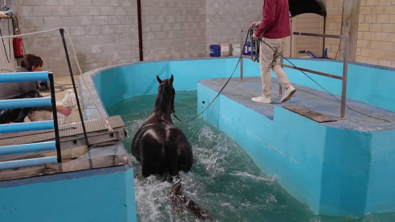 Sessione di idroterapia equina