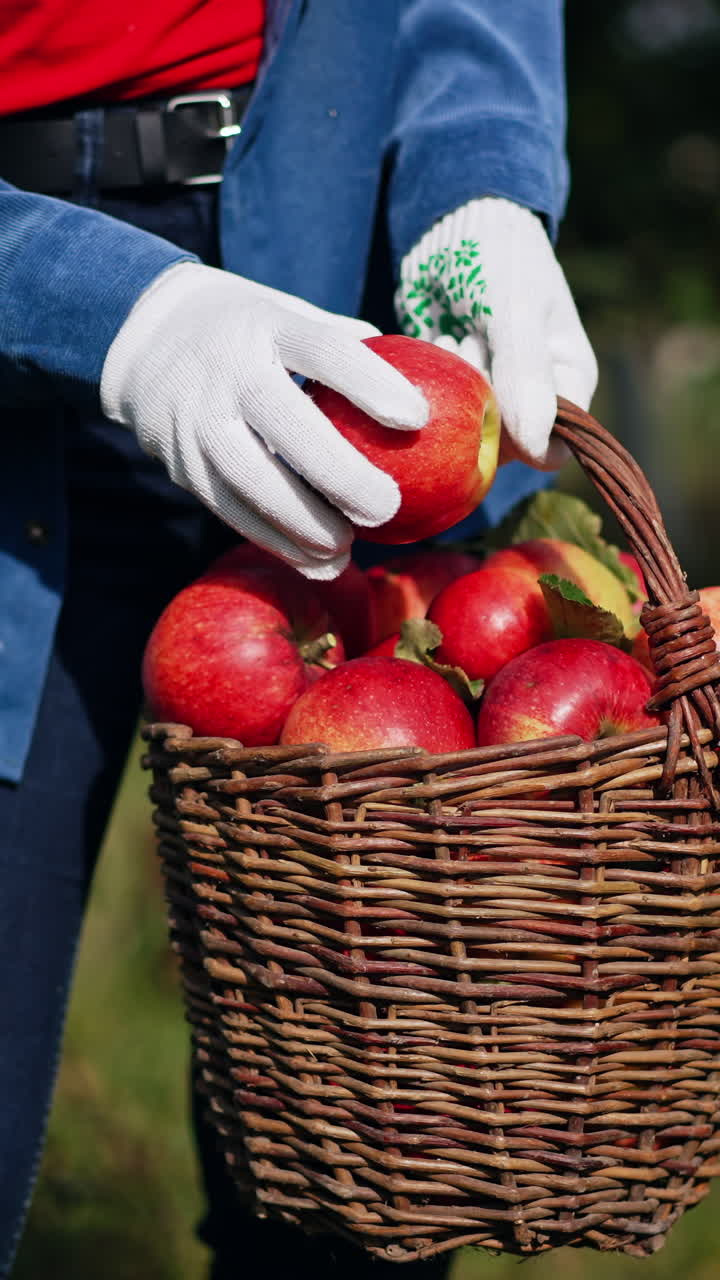 Sweet fruit in orchard harvesting. Beautiful lady with apples in garden. Vertical video