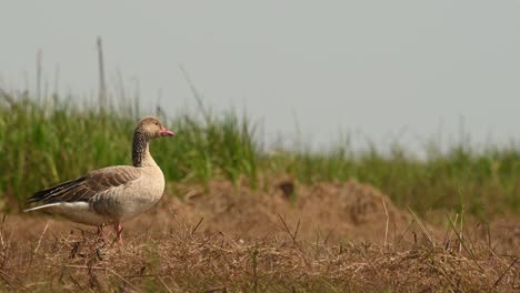 Greylag-Goose,-Anser-anser,-Bueng-Boraphet,-Nakhon-Sawan,-Thailand