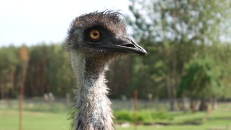 una mirada curiosa de cabeza de avestruz a la cámara