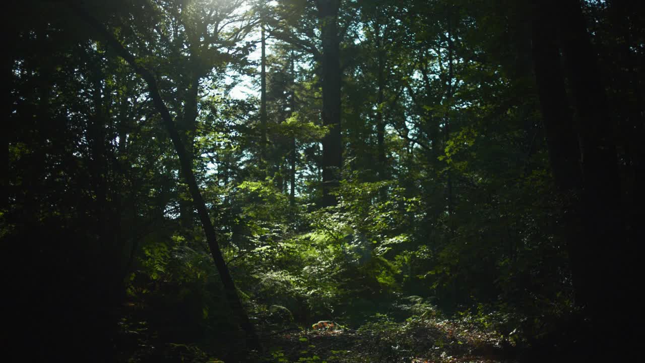 Ripresa statica in 4K al rallentatore della foresta, con una luce molto fioca che colpisce il bosco