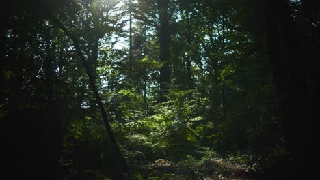 4k-Todavía-Filmados-En-Cámara-Lenta-Del-Bosque,-Con-Una-Luz-Muy-Tenue-Golpeando-El-Bosque