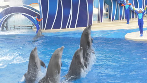 five dolphins jumping out of the water in unison at a seaworld show