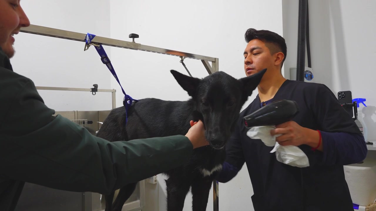 ペットケアサロンで、シャンプー後の黒い犬をヘアドライヤーで乾かすグルーマー。