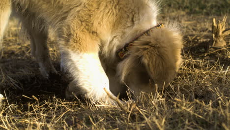 close up of two mixed great pyrenees dogs digging soil, slow motion, playful