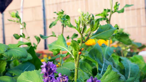 Ladybugs-in-the-garden-help-control-aphids-on-a-windy-day