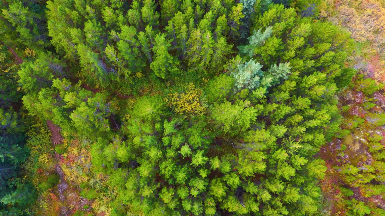 tomada de dolly de arriba hacia abajo que establece la toma de un florecido bosque de pinos de islandia