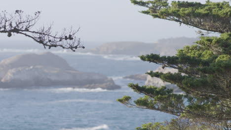 pacific ocean waves located in big sur california with pine tree in foreground on a misty morning