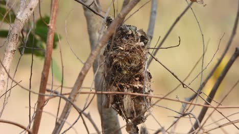 humming bird in their own nest