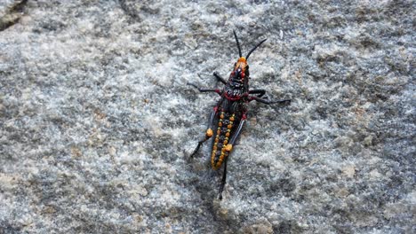 close up of a locust walking on a rock 4k