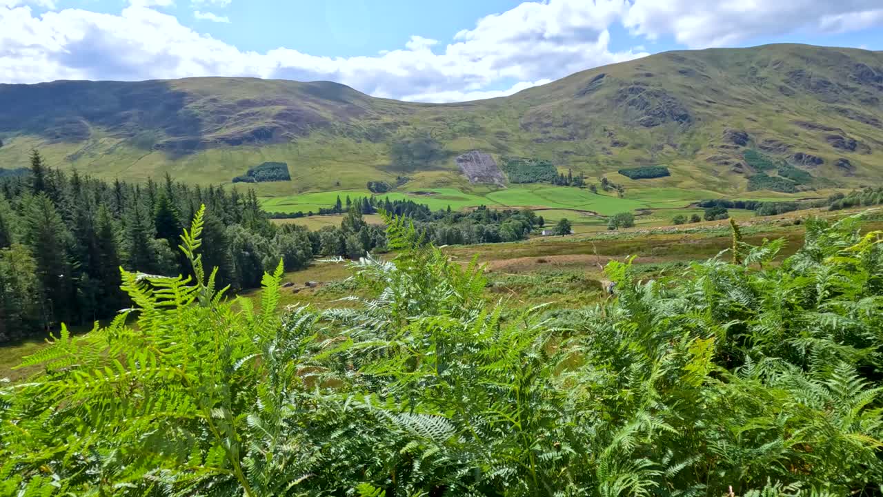 Lush green ferns wave in the breeze on a sunlit hillside, overlooking Glen Clova’s rolling hills and forests under partly cloudy skies. Handheld camera movement