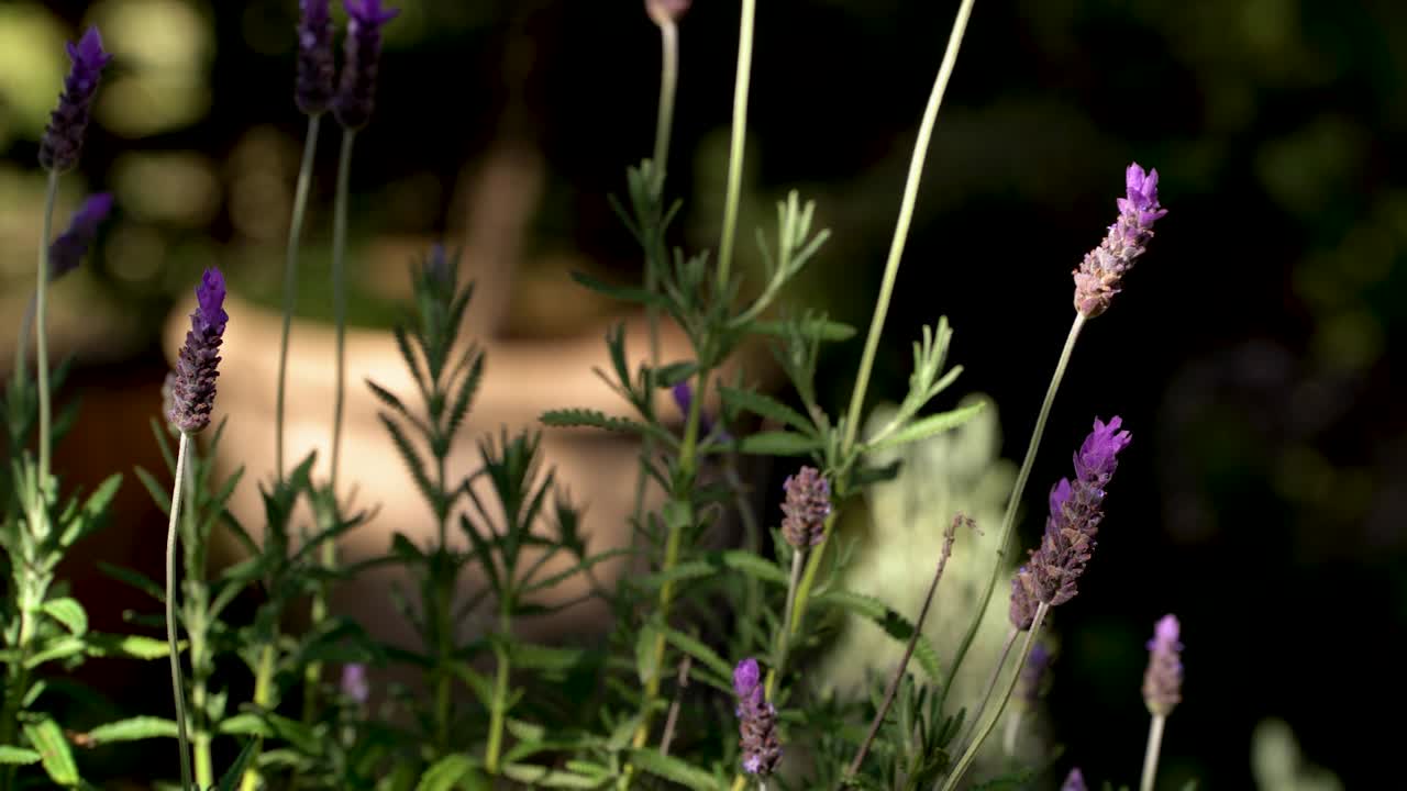 una planta de lavanda prospera en el jardín mientras el viento pastorea sobre ella
