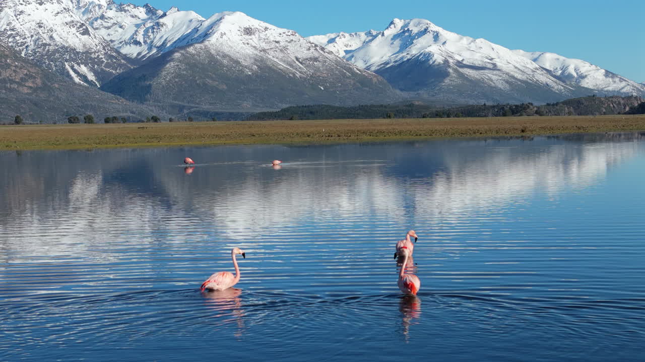 Three flamingos walk slowly in the blue lake reflecting the snow capped mountains in the background