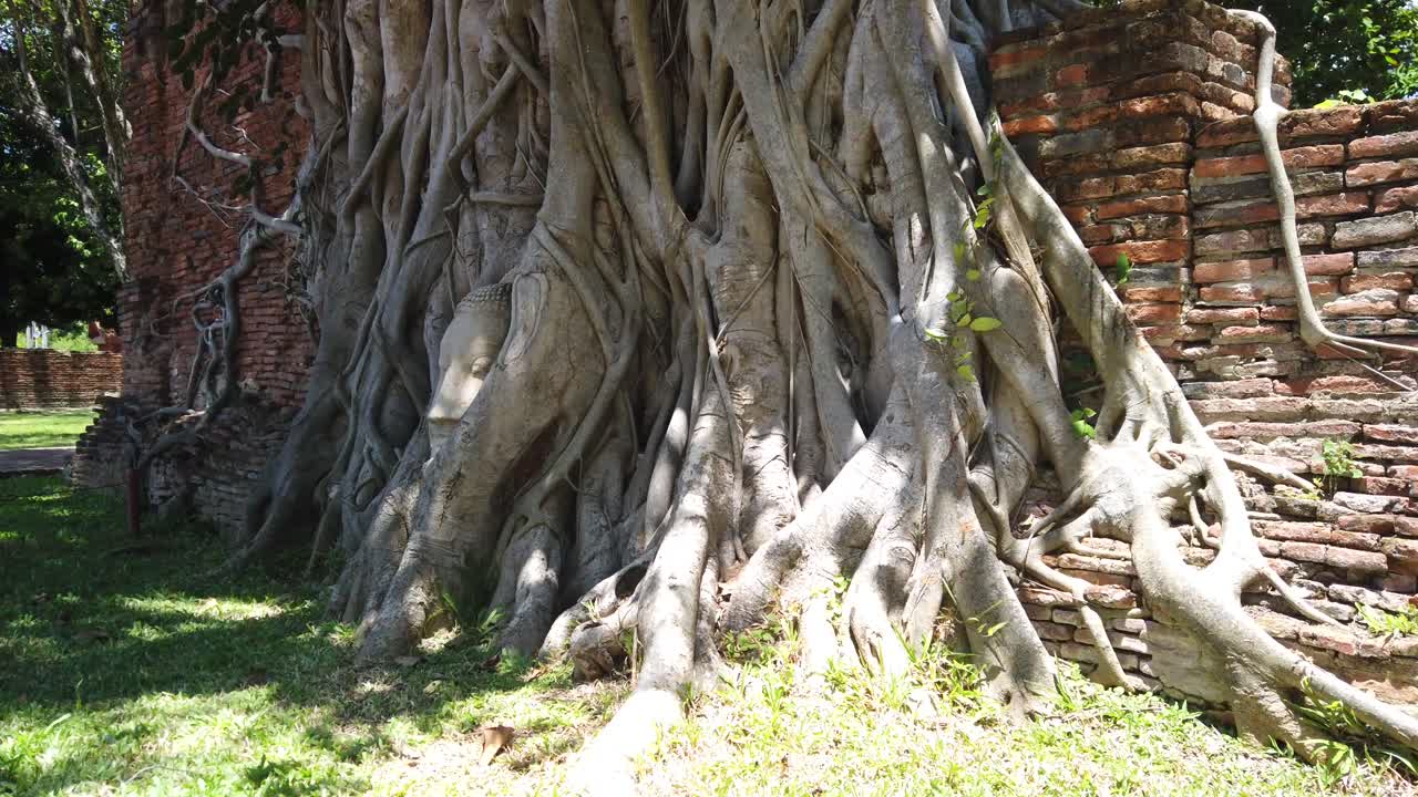 Side Shot: Buddha Head in Tree Roots at the Old The Historic City of Ayutthaya