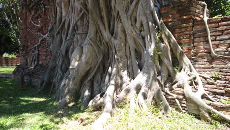 side shot: buddha head in tree roots at the old the historic city of ayutthaya