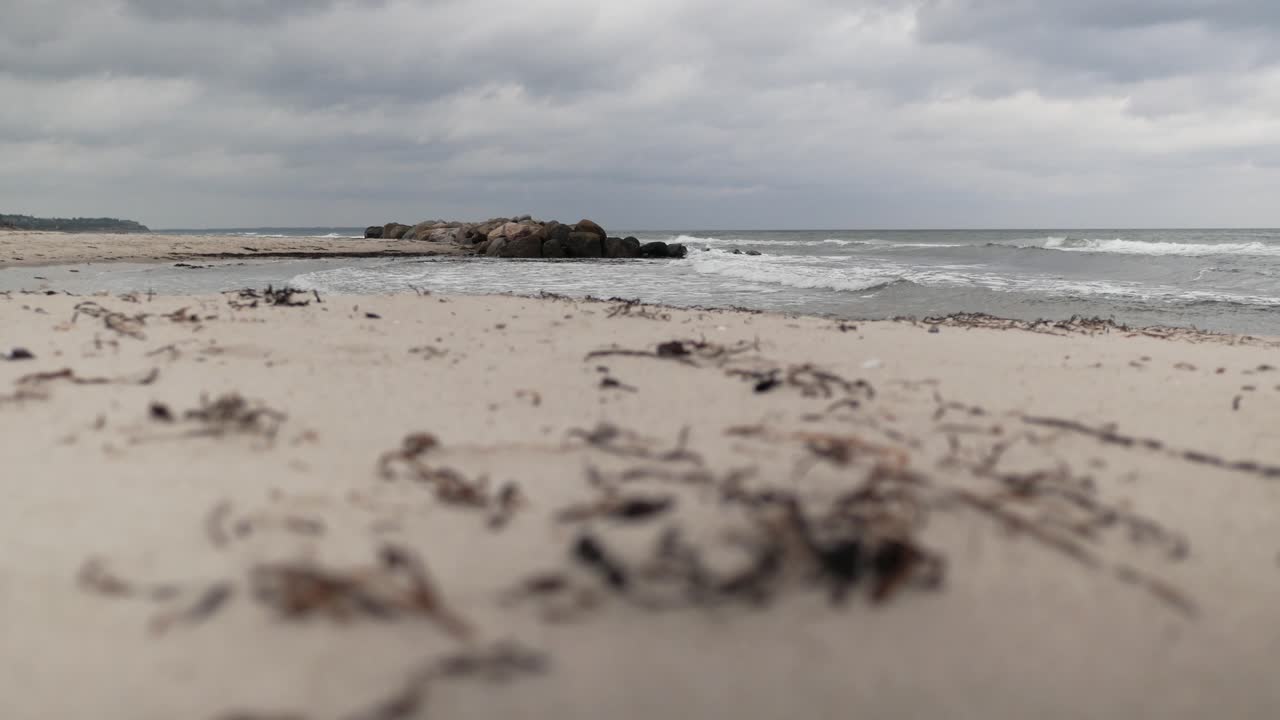 Tørre tangplanter på sandstrand mod det åbne hav, med fokus på en overskyet dag.
