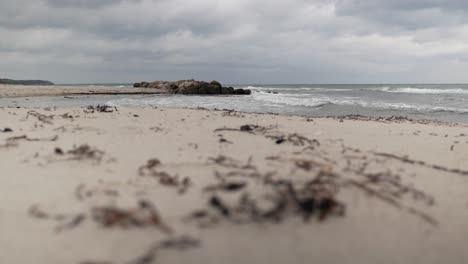 dry seaweeds on sandy beach to wide sea pull focus, overcast day