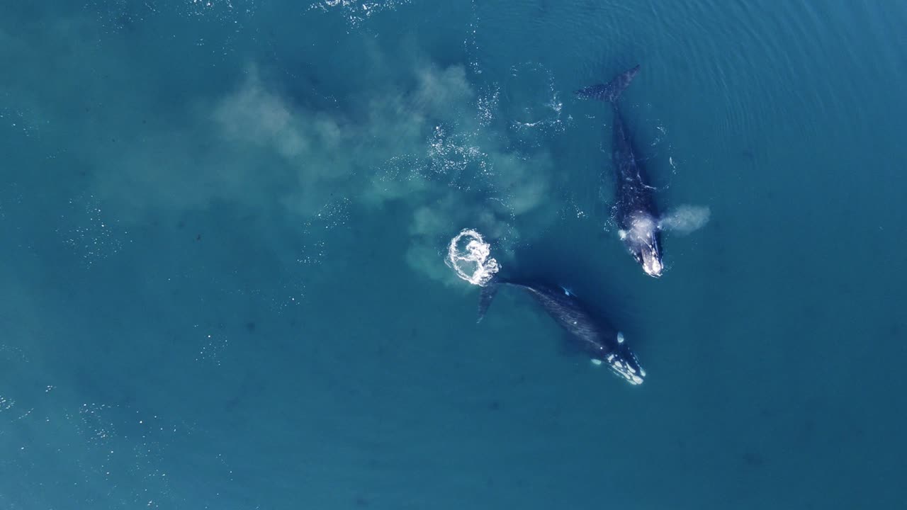 잔잔한 바다에서 평화롭게 수영하는 남방 고래 가족 - 공중 하향식 슬로우 모션