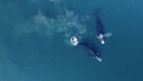 familia de ballenas francas australes nadando pacíficamente en el mar en calma - vista aérea de arriba hacia abajo en cámara lenta