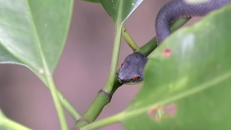 Venomous Juvenile Shore Pit Viper hiding behind the plant leaves found in Nature's Park in Singapore - closeup shot