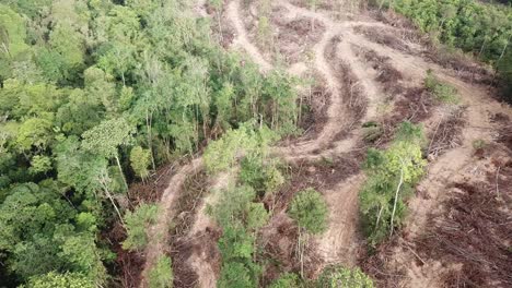 Tree-being-cut-down-at-Malaysia.