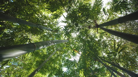 Rotating-Up-a-Natural-Bamboo-Forest-with-Sun-rays-shining-down