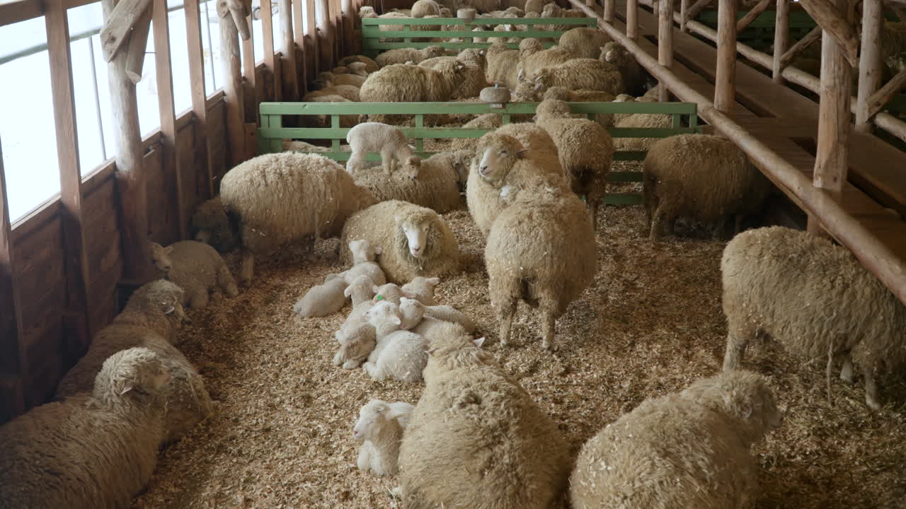 rebaño de ovejas de lana merino con muchos bebés detrás del granero de madera en un rancho