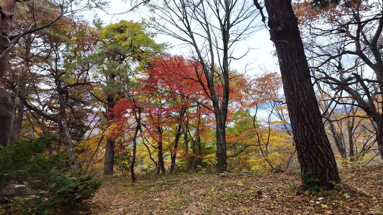 Red, orange, yellow and green leaves coloring the trees during the fall season in Shirakawa go, Japan