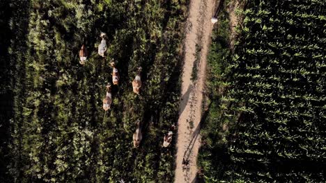 Top-View-Of-Herd-Of-Cattle-Walking-At-The-Green-Meadow-On-A-Summer-Day