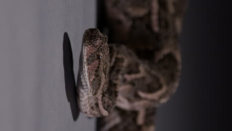 puff adder slowly moves head as tongue flicks around - vertical video