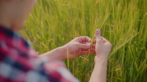 farmer inspecting wheat crop