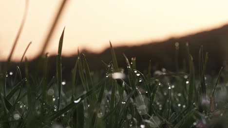 Water-droplets-on-blades-of-grass-at-sunrise,-Close-Up