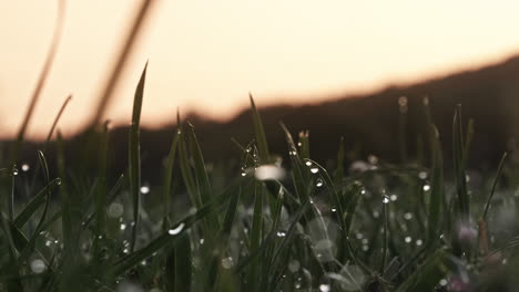 water droplets on blades of grass at sunrise, close up