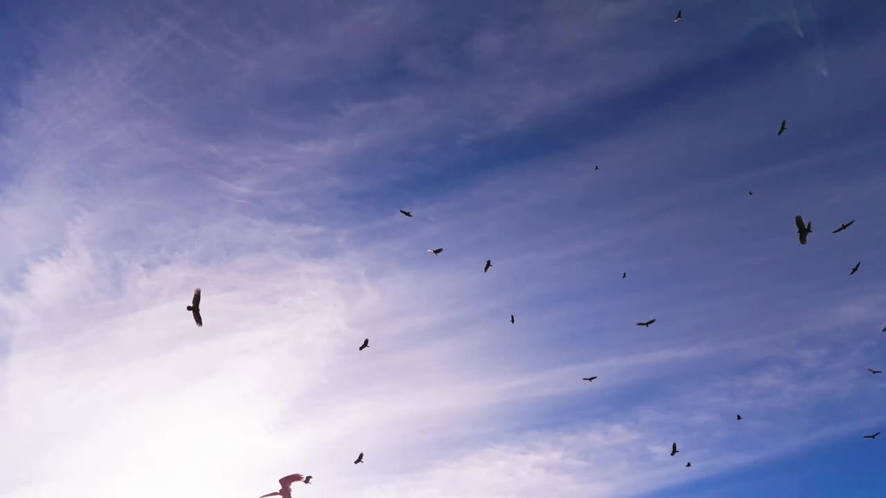 Turkey vultures circling in formation, upward angle against clear sky backdrop, slow motion