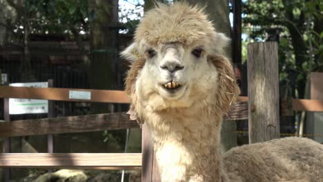 Alpaca-close-up,-funny-face