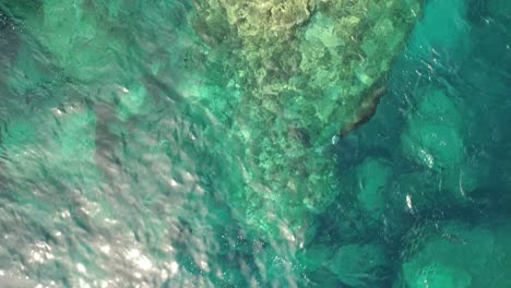 Aerial-cenital-plane-shot-of-a-sea-lion-swimmingin-"La-Lobera"-in-the-Partida-Island,-Baja-California-Sur