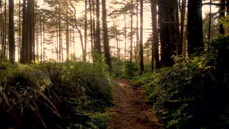 Drone-Volando-Muy-Bajo-Al-Suelo-Y-Hacia-Atrás-A-Través-De-Un-Tranquilo-Y-Hermoso-Bosque-De-Oregon,-Con-Bengala-Solar