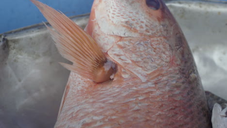 Nahaufnahme-Eines-Red-Snapper-Auf-Dem-Straßenfischmarkt-In-Buenaventura